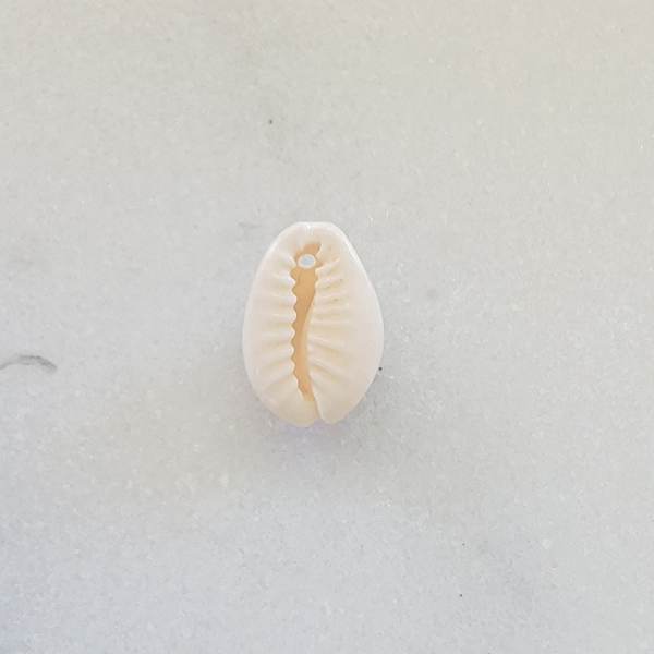 Small Cowrie Shell