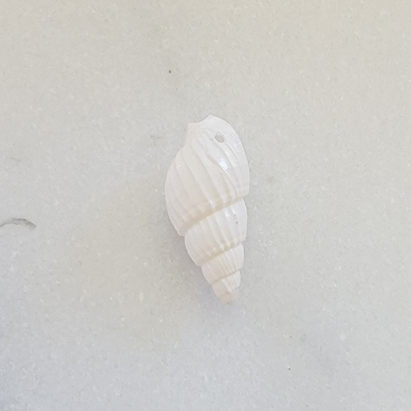 White Spiral Shell